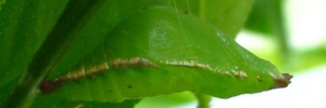 Pupae